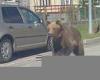 Slovakia bear hunters vow town's rampaging beast will be caught and killed ... trends now