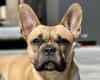 Meet Lily, the Frenchie of the future: Breeders trying to save the French ... trends now