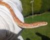 Did you missss me? Corn snake who vanished for a year is reunited with her ... trends now