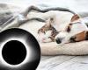 Your pet could be affected by April's solar eclipse... here are unusual ... trends now