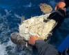 Heart-warming moment hero boat captain saves struggling sea turtle who has ... trends now