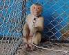 How monkeys are being abused to make your coconut milk: Shocking investigation ... trends now
