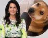 Grieving Angie Harmon shares 'don't give up' message after her dog was ... trends now