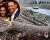 sport news Yankees exec's wife and mom-of-two, 50, is crushed to death by tree driving ... trends now