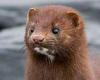 Will stink of mink in plastic golf balls help win battle against American ... trends now