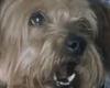 That's fake! 45 years on, Esther reveals tale of Yorkshire terrier that could ... trends now