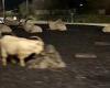 In the horns of a dilemma: Herd of goats hold up traffic in seaside town - ... trends now