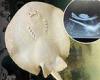 North Carolina aquarium releases update about Charlotte the virgin stingray's ... trends now