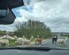 Sound the a-llama! Drivers are left shocked as more than a dozen alpacas go for ... trends now