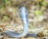 Suicide by snake: Animal smuggler kills himself by getting one of his cobras to ... trends now