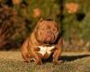 Rise of the Exotic Bully: How pet owners are dodging exemptions by breeding ... trends now