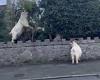 More than kidding around! Bizarre moment herd of goats climbs onto garden walls ... trends now