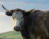 Man dies after being gored by a rampaging bull on a Barrengarry property in ... trends now