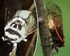 Sex-crazed 'zombie cicadas' infected with a STD fungus called Massopora could ... trends now