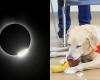 Weekly news quiz: A Maitldas victory, a dazzling solar eclipse and Roger the ...