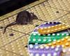 Birth control for RATS? NYC bill could use contraception that 'tastes better ... trends now