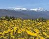 California's Death Valley in surprise bloom as desert terrain is filled with ... trends now