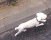 Dramatic moment driver saves dog from being run over on busy London carriageway ... trends now