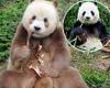 Pandas are NOT all black and white - and now scientists know why some are ... trends now