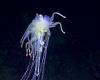 Deep sea expedition uncovers more than 50 never-before-seen species off the ... trends now