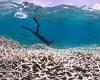 Earth's fourth global coral bleaching event is CONFIRMED: Scientists warn once ... trends now