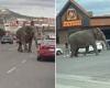 Wild moment elephant marauds through small town in Montana after breaking loose ... trends now