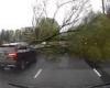 Terrifying moment huge tree comes crashing down and falls just feet from ... trends now
