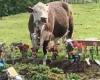 Grieving families in tears after cows rampage through graveyard eating the ... trends now