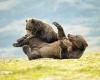 Moment two bears grapple with each other in remarkable scrap captured on camera ... trends now