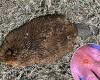 Disease killing beavers in Utah 'can spread to humans,' officials warn trends now
