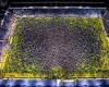 Portsmouth fans invade Fratton Park pitch after winning league title and ... trends now