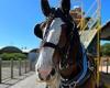 Famous Clydesdale 'Izzy' known for pulling a horse-drawn tram at popular ... trends now