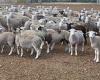 Heartbreaking reason why more than 3,000 sheep are about to be shot dead - as ... trends now