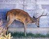 Two hunters 'become first Americans to die from ZOMBIE DEER disease' after ... trends now