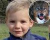 Tragic French toddler Emile Soleil may have been eaten by WOLVES: Shock claim ... trends now