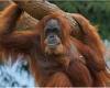 Orangu-NAN! World's oldest orangutan celebrates her 63rd birthday - making her ... trends now