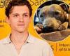 Tom Holland mourns the death of his beloved dog Tessa as his dad plants a tree ... trends now