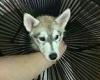 Firefighters required to rescue husky pup Ace after he got his head stuck in ... trends now