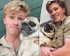 The Irwins are slammed for promoting dogs with high health risks: 'Stop ... trends now