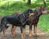 Meet Britain's newest dog breed! Polish Hunting Dog is officially granted ... trends now