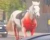 Rampaging Household Cavalry horses 'spooked by builders moving concrete': Noise ... trends now