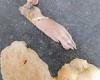 Horrified mother finds her toddler chewing on a RAT'S FOOT - before uncovering ... trends now