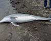 Baby dolphin is found shot to death on the beach with bullets in its brain, ... trends now