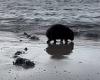 Wombat's 'strange' act by the ocean captured by puzzled tourists: 'Unusual ... trends now