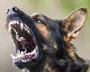 Second Queensland dog attack leaves woman badly injured just hours after ... trends now