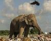 Dumbos of the dump: Heart-breaking images show elephants scavenging through ... trends now