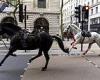 LIVE: Horses covered in blood rampage through central London with one soldier ... trends now