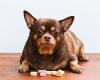 The human foods that could be making your dog fat, revealed - from grilled ... trends now
