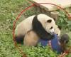 Shocking moment PANDAS attack zookeeper in front of screaming onlookers at ... trends now