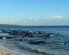 Toby's Inlet WA: Desperate rescue effort begins to save pod of 100 pilot whales ... trends now